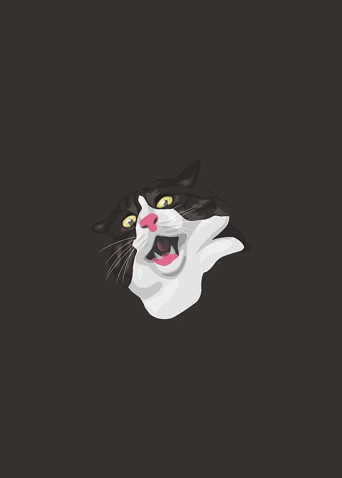 Surprised cat