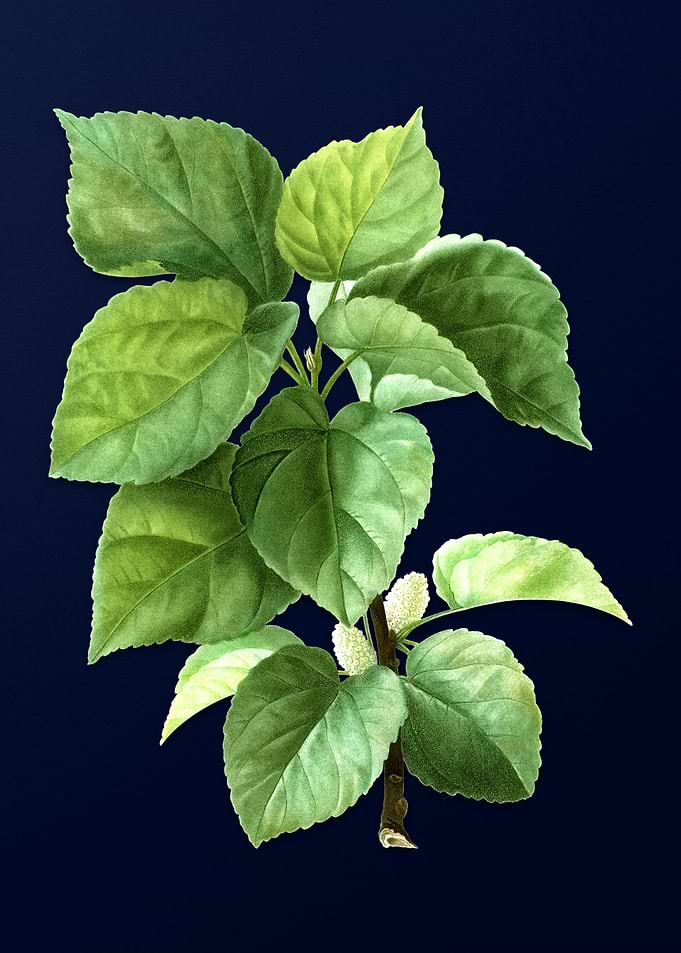 Botanical Painting on Blue
