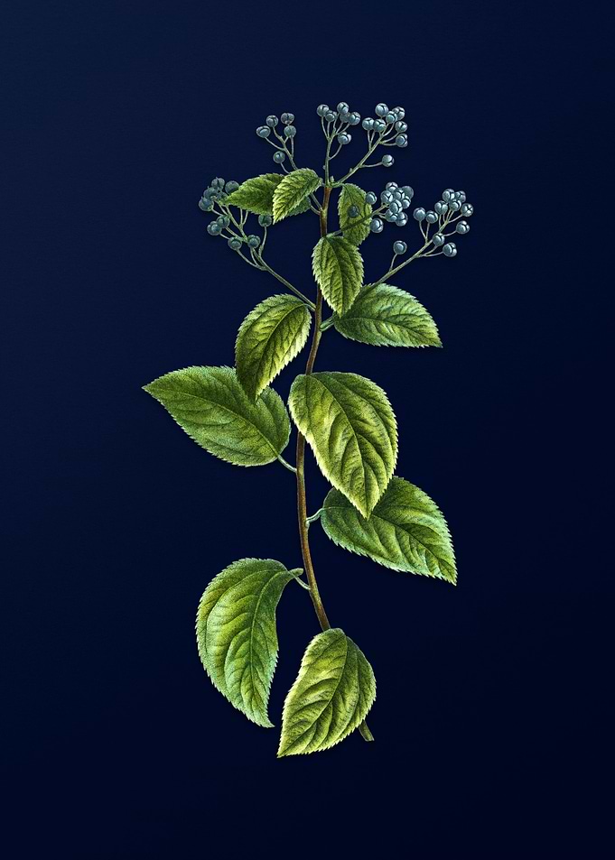 Blue Floral Illustration