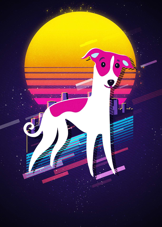 Whippet