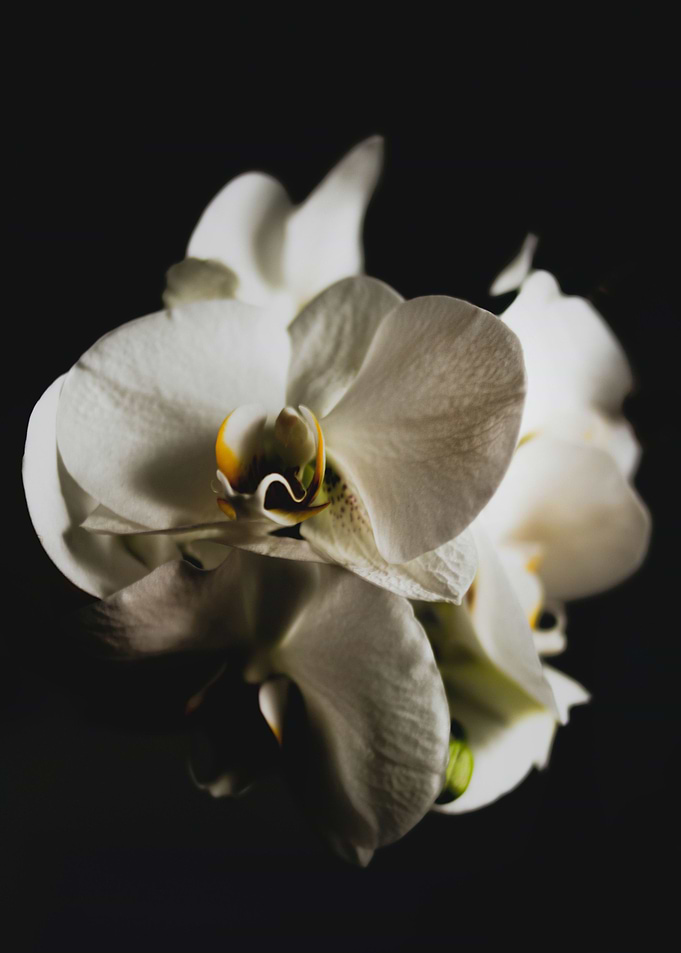 white orchid