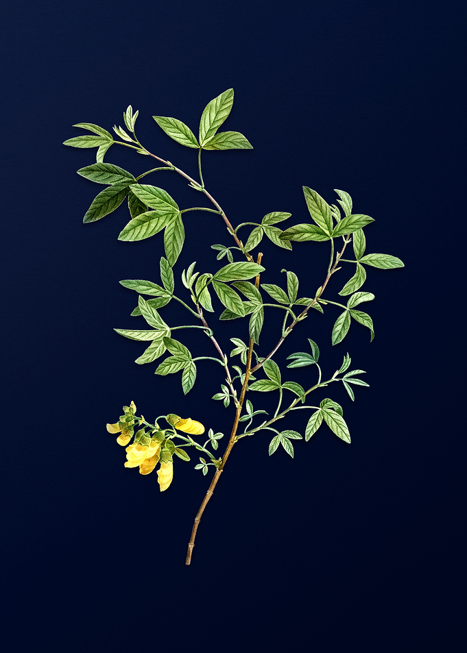 Blue Floral Illustration