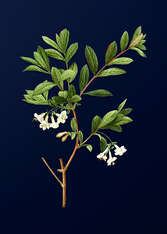 Blue Floral Illustration