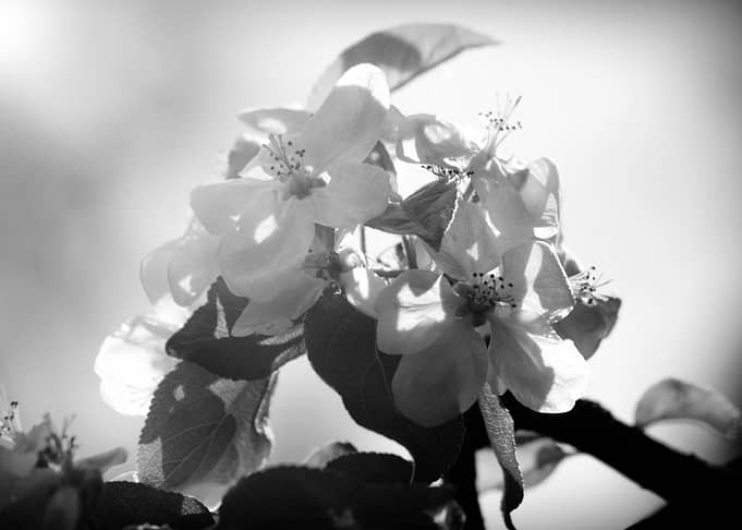 Blooming Spring Garden
