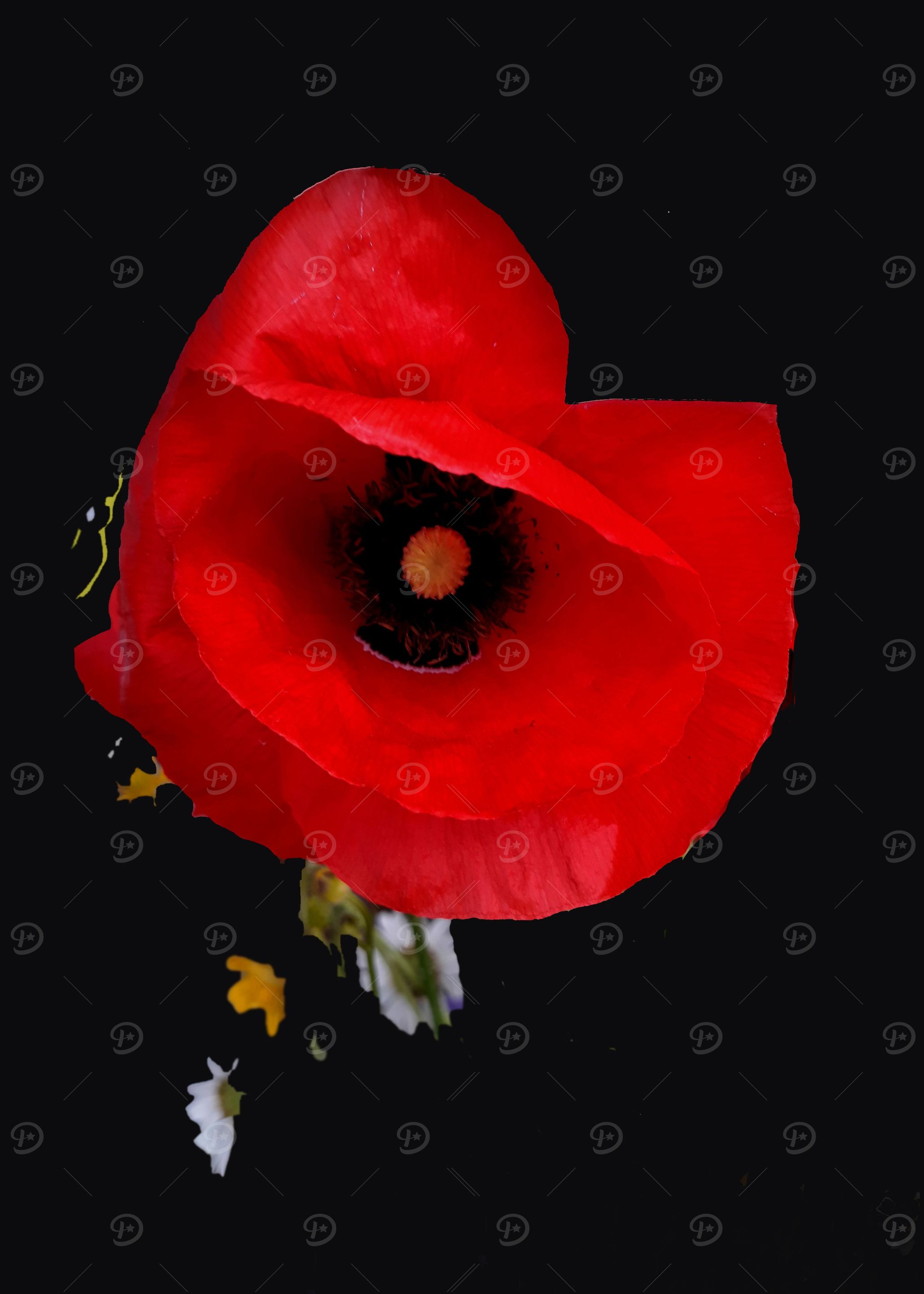 Poppy flower