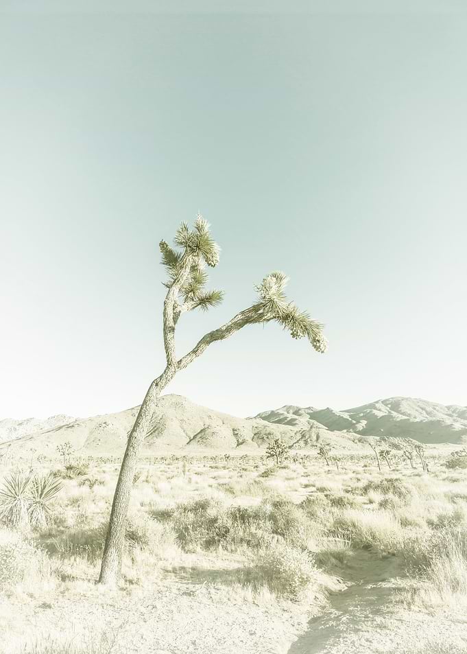 Vintage Joshua Tree