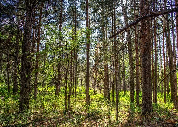 Nature