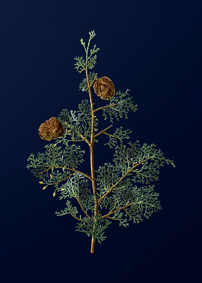 Blue Floral Illustration