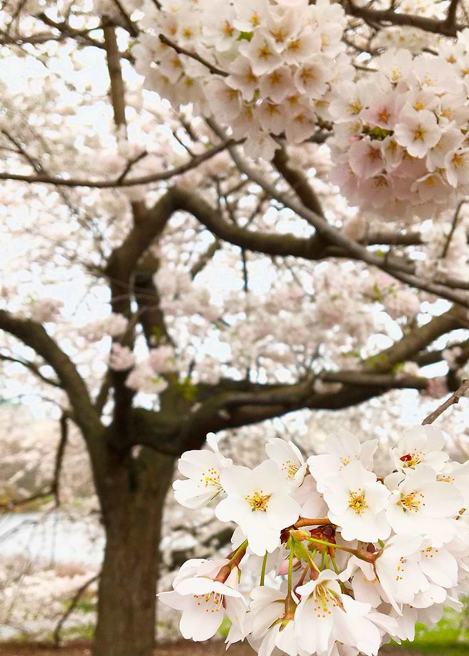 White Blossom Cluster
