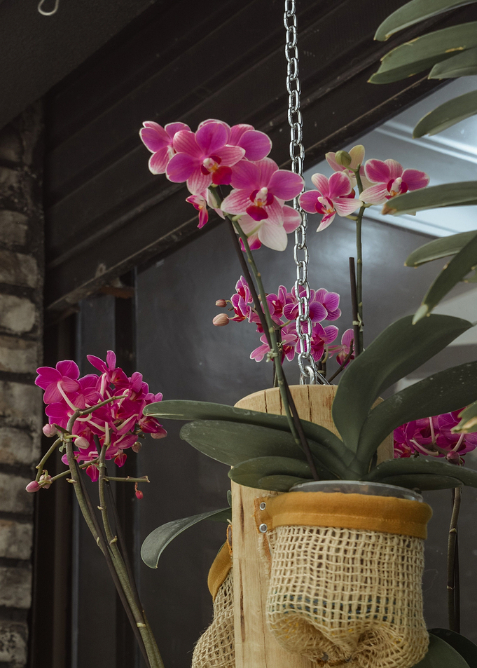 brown glass orchid