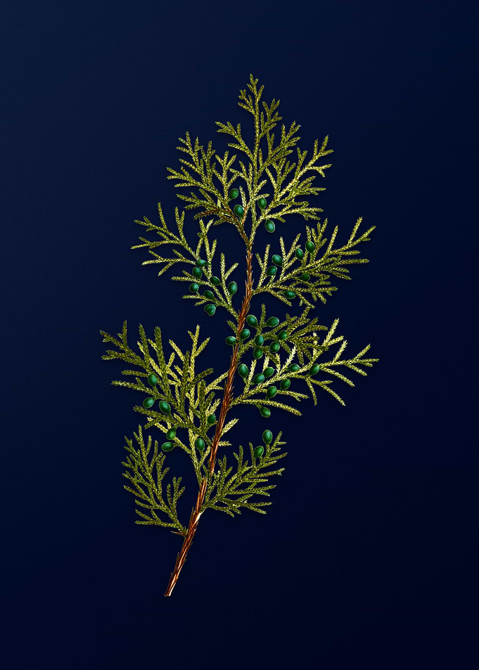 Botanical Painting on Blue