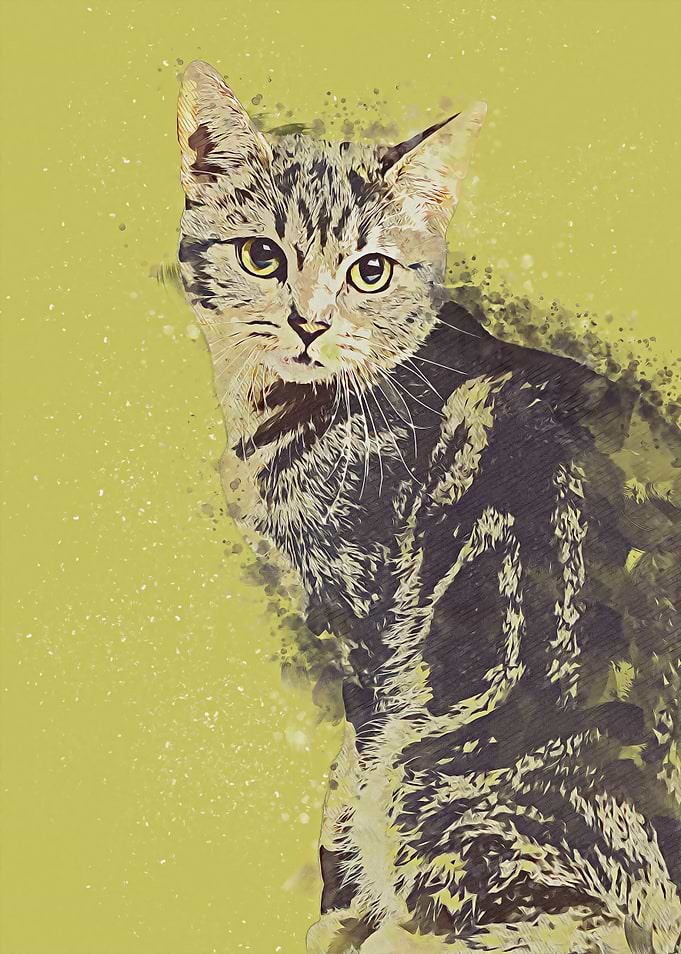 domestic cat 03