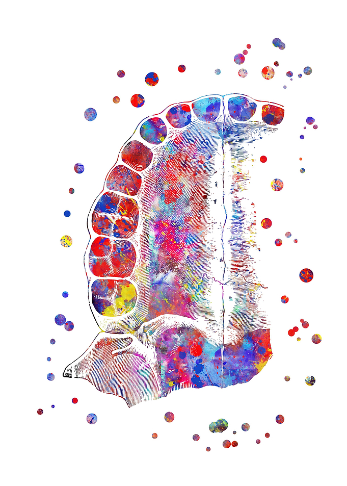 Palate