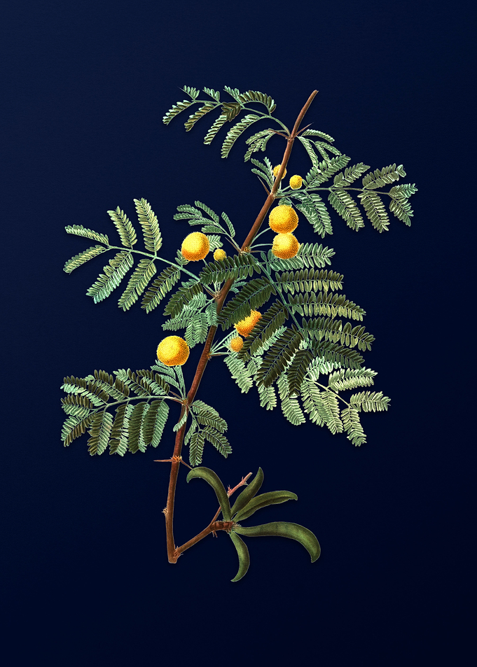 Botanical Painting on Blue
