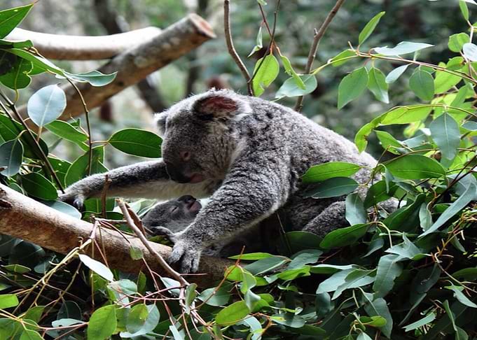 Koala baby with Mother