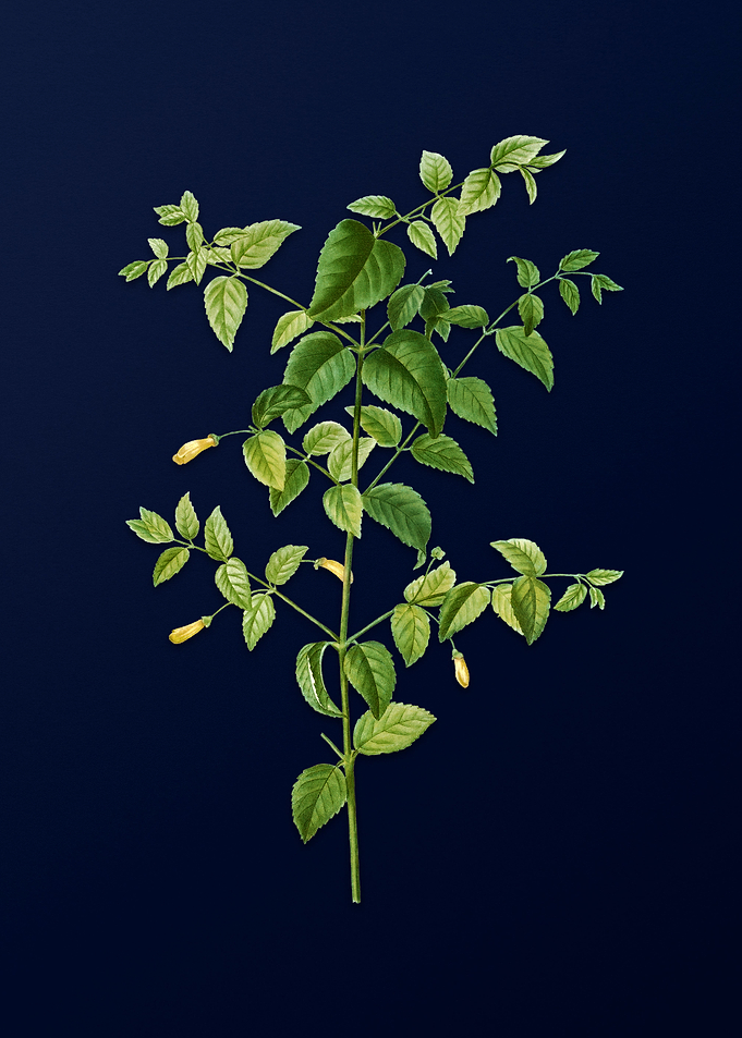 Botanical Painting on Blue