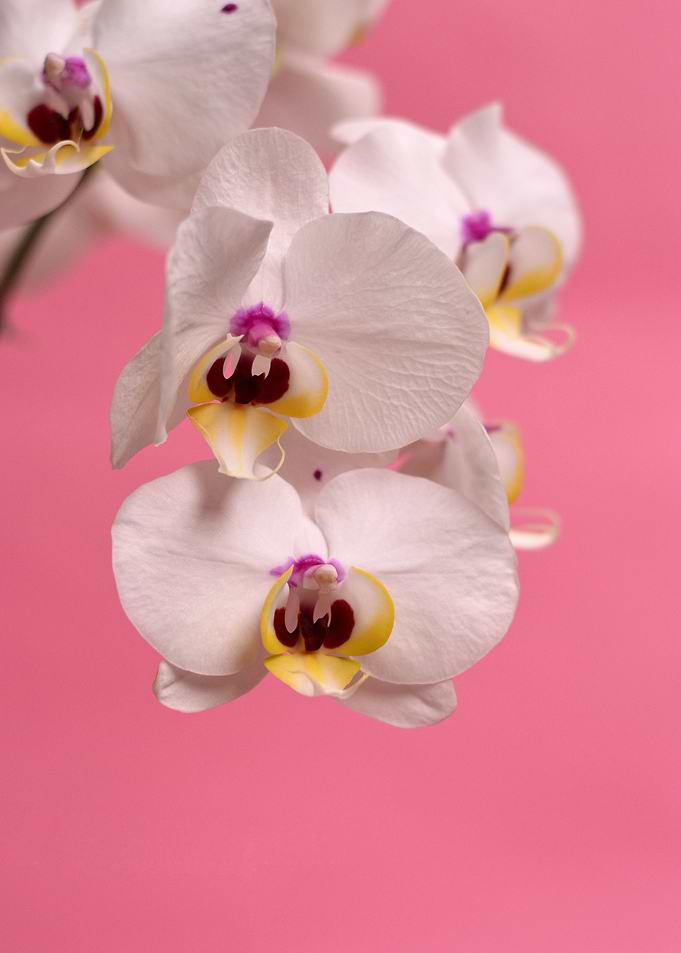 pink white orchid