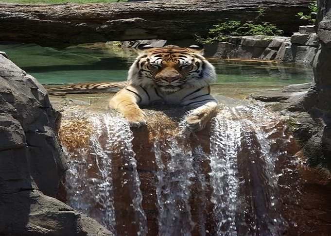 cute Tiger