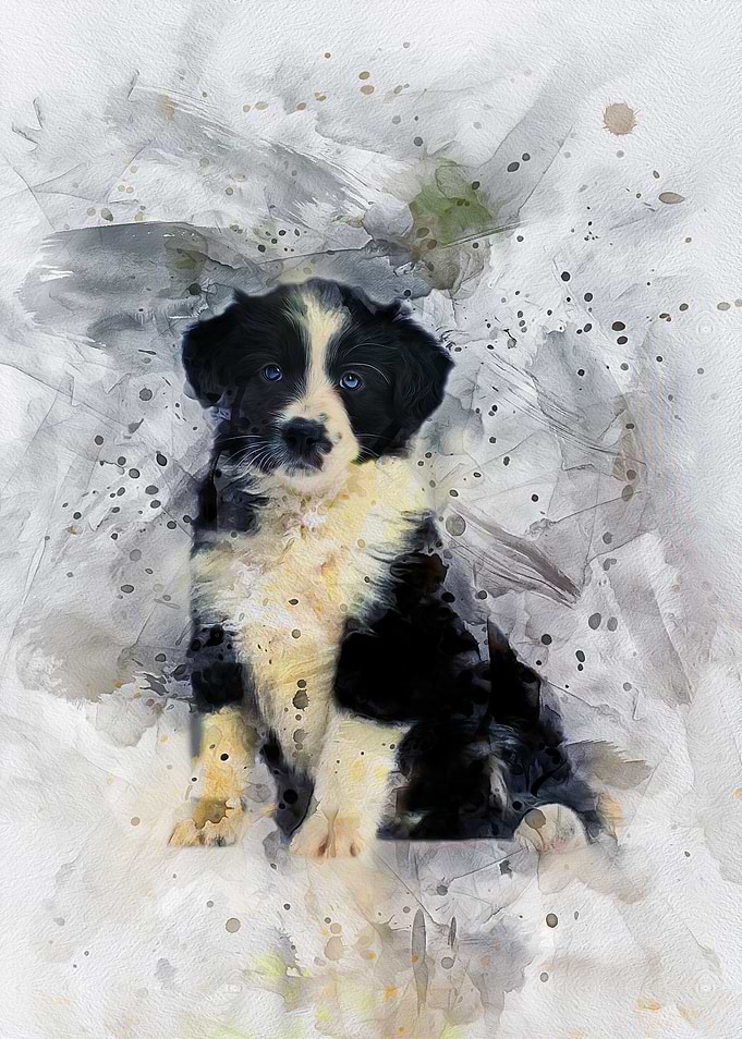 Border Collie Puppy