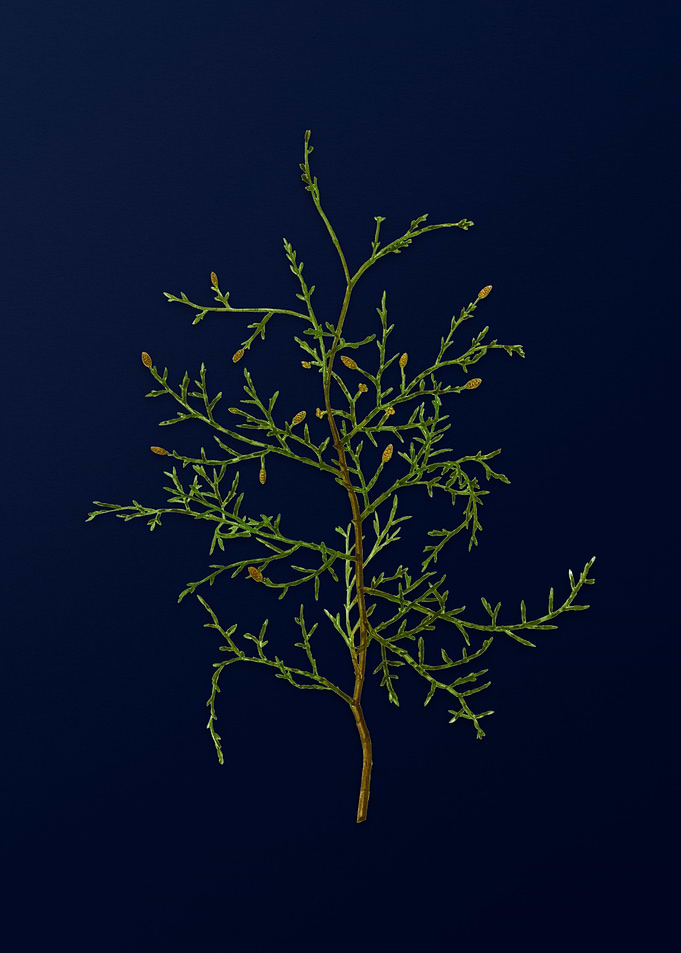 Botanical Painting on Blue