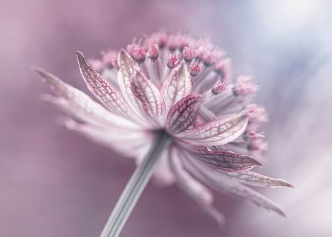 Floral composition