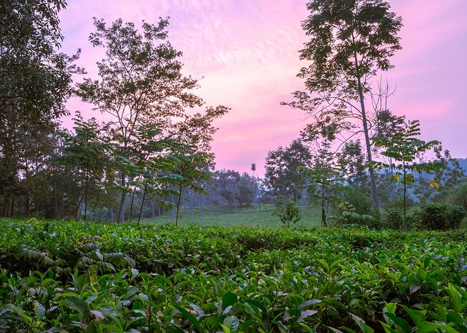 Tea plantation Uganda