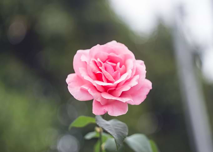 rose pink flower