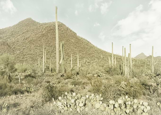 Vintage Saguaros
