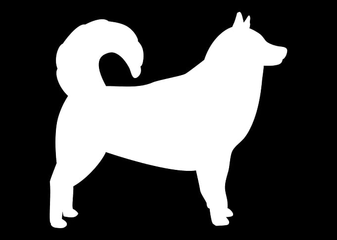 Alaskan Malamute