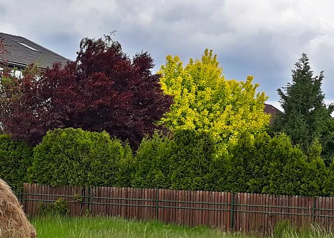 Garden landscape