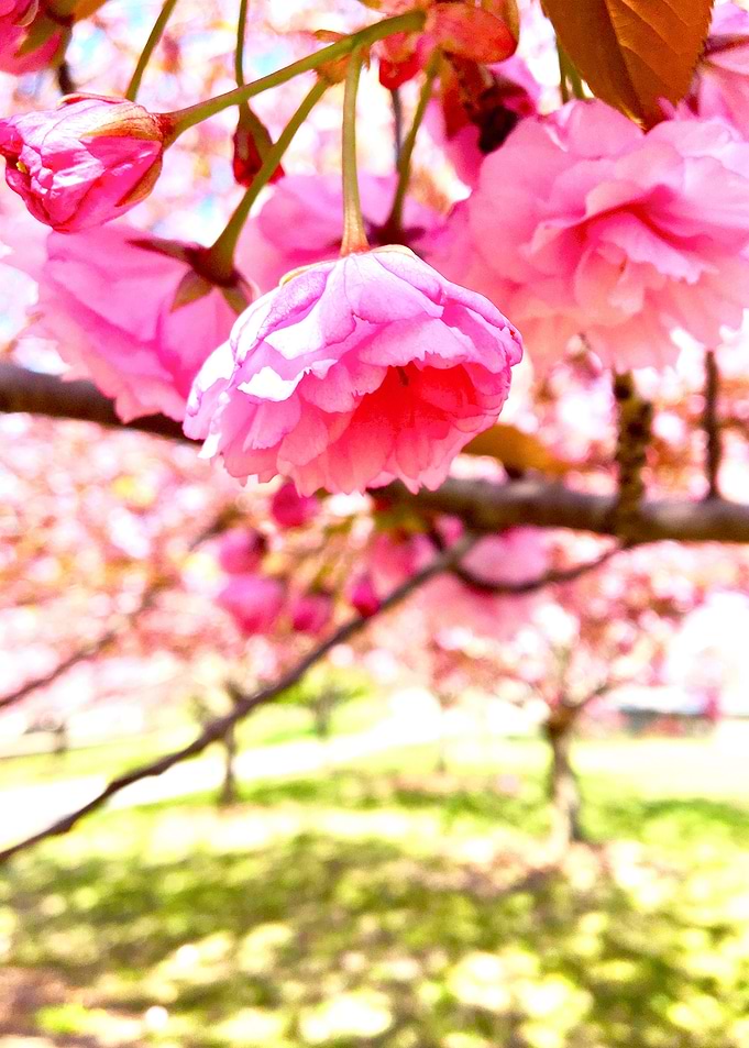 Pink Hanging Tree Blossom