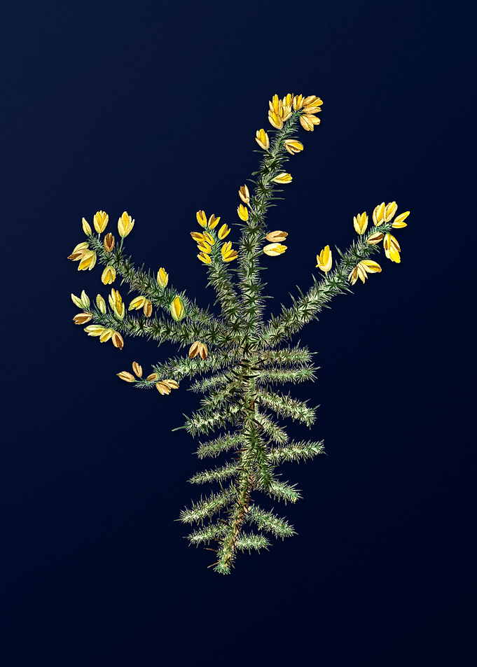 Blue Floral Illustration