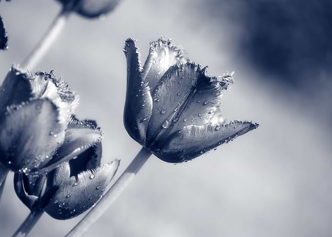 Blossoming Tulips