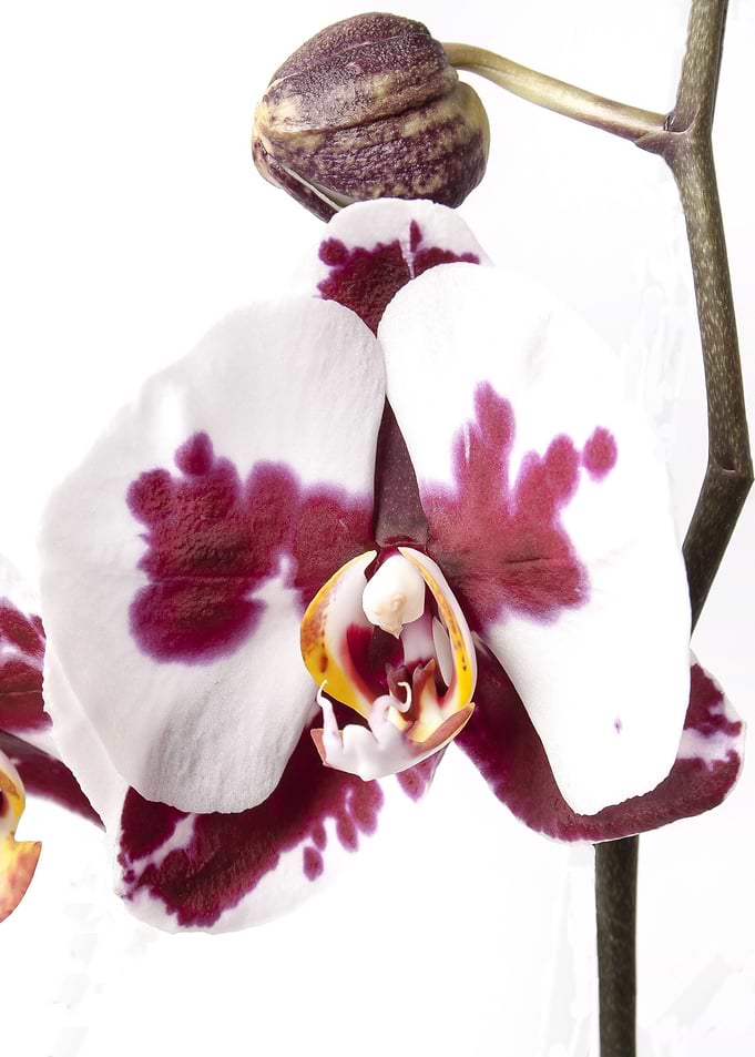 purple orchid