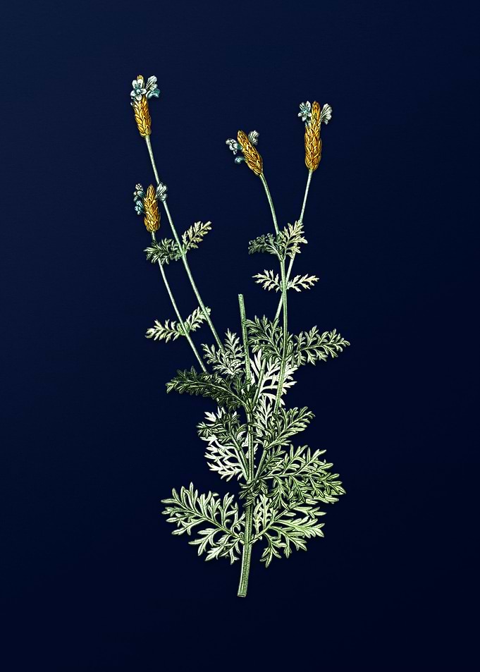Blue Floral Illustration