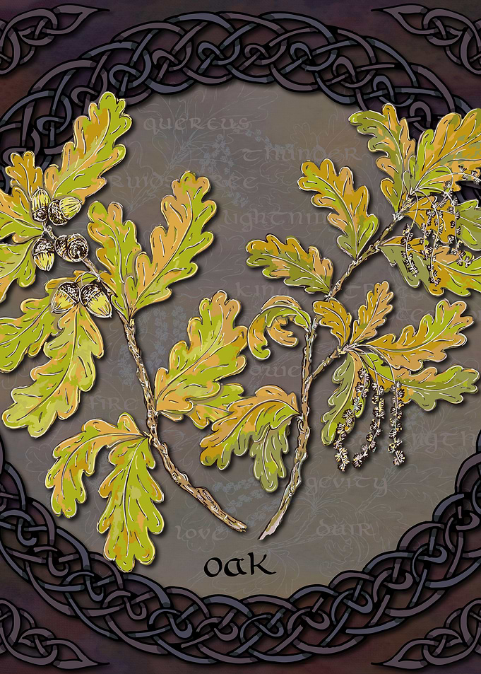 Celtic Oak