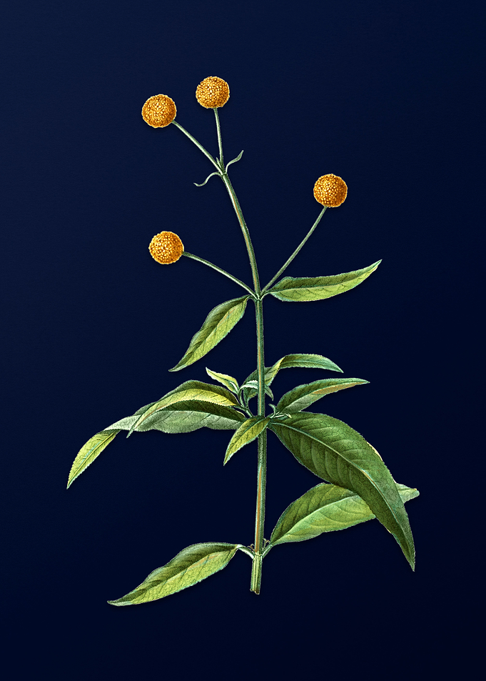 Blue Floral Illustration