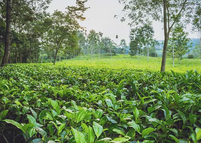 Tea plantation Uganda