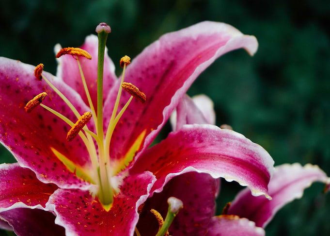 pink blossom flower