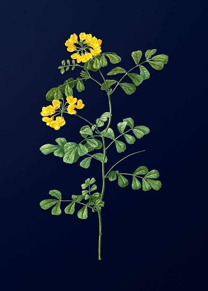 Blue Floral Illustration