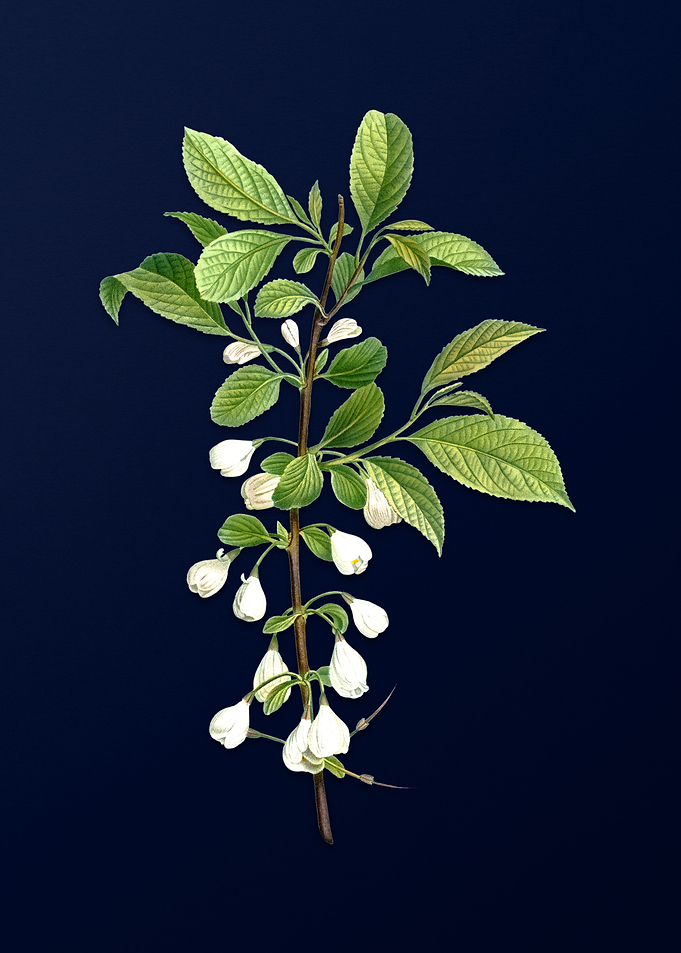 Blue Floral Illustration