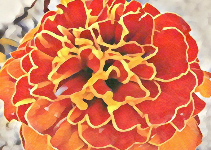 flower