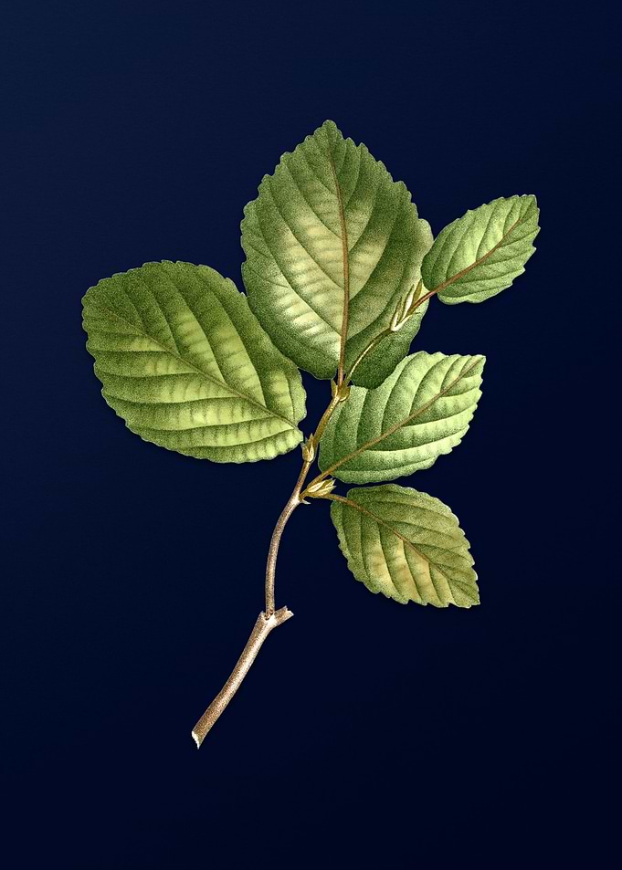 Botanical Painting on Blue