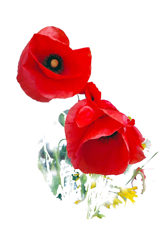 Poppy heart