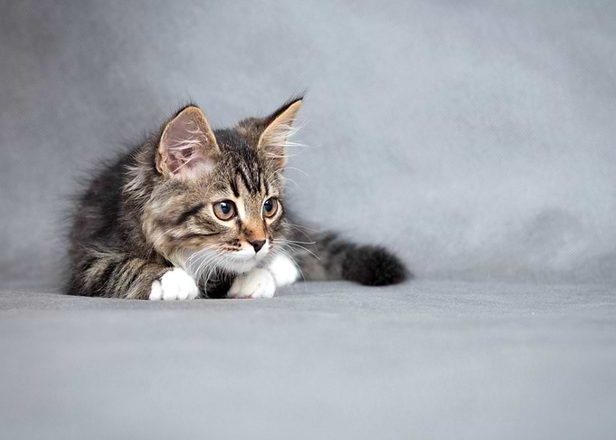 Cats Gray background Kitte