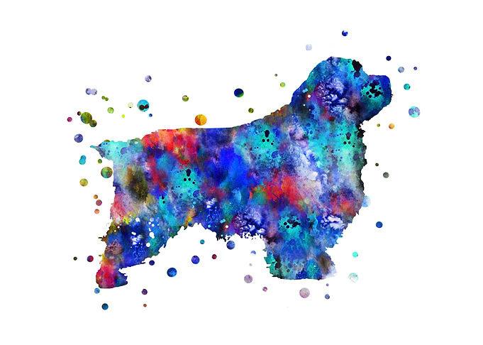 Clumber Spaniel