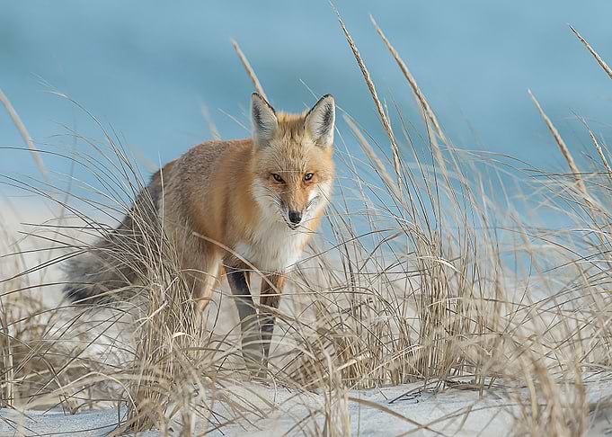 Animal Fox