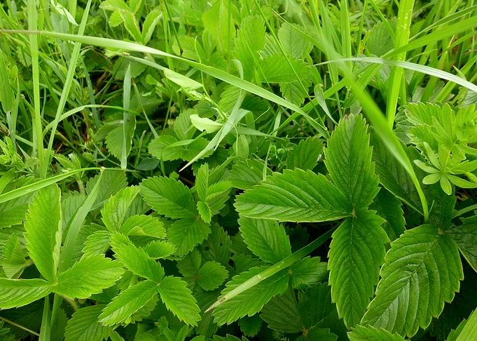Green leaves