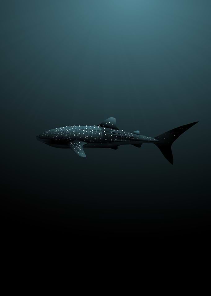 Whale Shark Maldives