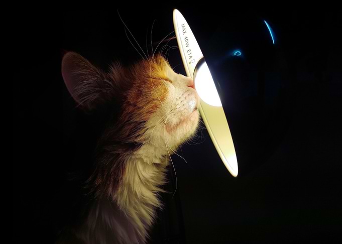 Cats Lamp Snout Light bulb
